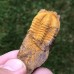 Conocoryphe cirina